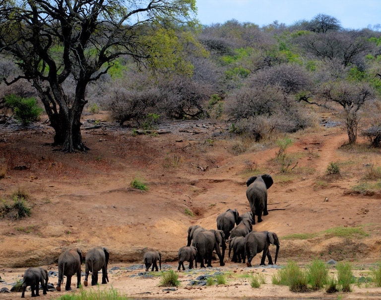 African Elephants